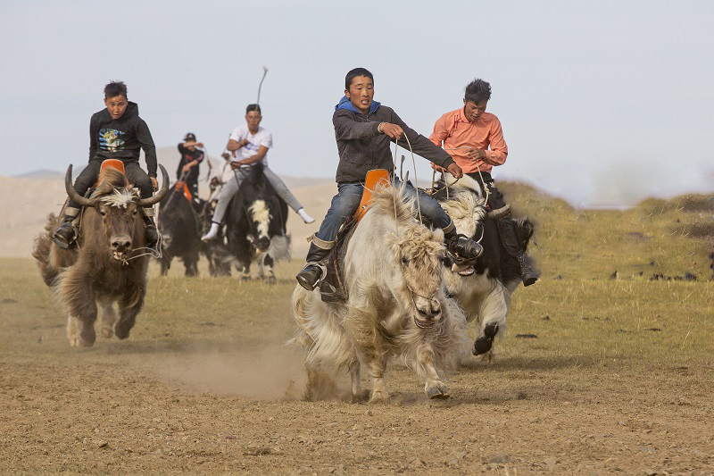 Yak Festival